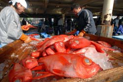В преддверии Нового года в Японии растёт спрос на рыбу