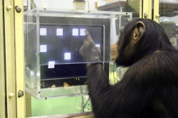 Волшебная мартышка: пятилетний шимпанзе обставил студентов в компьютерной игре