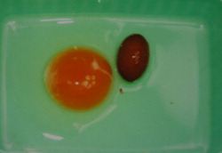 Японская пенсионерка обнаружила внутри яйца..ещё одно яйцо