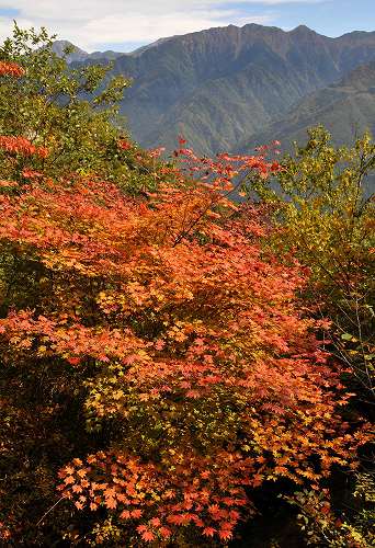 Осенние листья в Японии