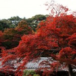 japan_ivakura_autumn_2010_02