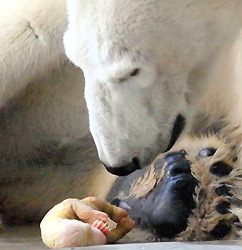 Медведица Юки вылизывает одного из своих новорожденных детёнышей. Зоопарк г. Химэдзи, префектура Хёго