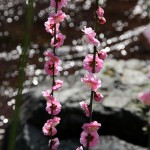 japan_spring_flowers_13