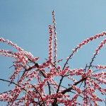 japan_spring_flowers_16