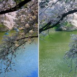 japan_spring_in_yoyogi_2011_47