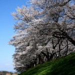 Еще немного - и случится главное событие каждой весны: зацветет сакура