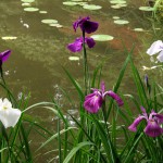 В прудах зацветают ирисы и водяные лилии