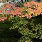 japan_tofuku-ji_autumn_2011_02