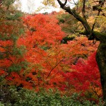 japan_tofuku-ji_autumn_2011_15