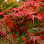 japan_tofuku-ji_autumn_2011_16