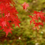 japan_tofuku-ji_autumn_2011_21