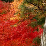 japan_tofuku-ji_autumn_2011_23
