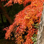 japan_tofuku-ji_autumn_2011_24
