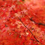 japan_tofuku-ji_autumn_2011_25