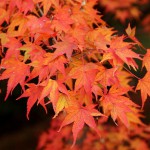japan_tofuku-ji_autumn_2011_26