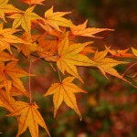 japan_tofuku-ji_autumn_2011_28