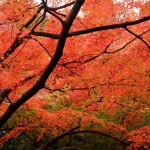 japan_tofuku-ji_autumn_2011_29