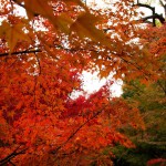japan_tofuku-ji_autumn_2011_30