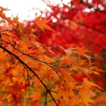 japan_tofuku-ji_autumn_2011_31