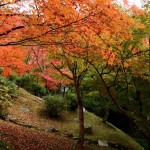 japan_tofuku-ji_autumn_2011_32