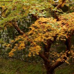 japan_tofuku-ji_autumn_2011_33