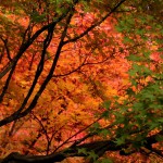 japan_tofuku-ji_autumn_2011_42
