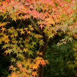 japan_tofuku-ji_autumn_2011_44