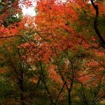 japan_tofuku-ji_autumn_2011_45