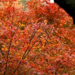japan_tofuku-ji_autumn_2011_46