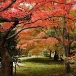 japan_tofuku-ji_autumn_2011_54