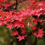 japan_tofuku-ji_autumn_2011_55