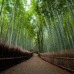 japan_arashiyama_sagano_05