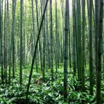japan_arashiyama_sagano_09