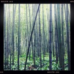 japan_arashiyama_sagano_10