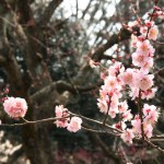 japan_plum_trees_kyoto_19