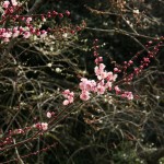 japan_plum_trees_kyoto_22