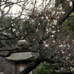 japan_spring_is_coming_36