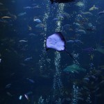 japan_kyoto_aquarium_17