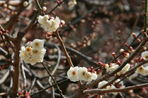 japan_baikasai_2013_72