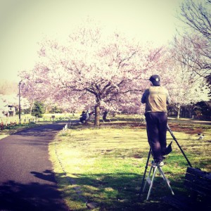 japan_early_sakura_blossom_01