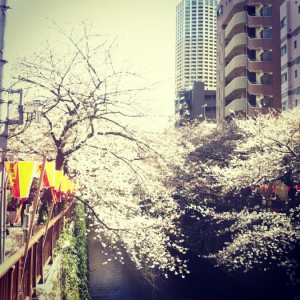japan_early_sakura_blossom_03