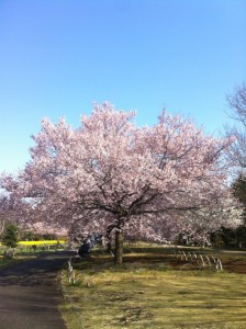 japan_early_sakura_blossom_05