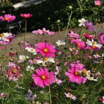 japan_flowers_04