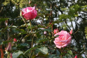 japan_flowers_12