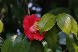  ,   Camellia japonica.   ,  ,   Camellia sasanqua.    ()    .     ,    . ,          .     ,   (       )