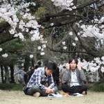 japan_sakura_2013_shinjuku_gyoen_01_41