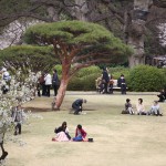 japan_sakura_2013_shinjuku_gyoen_02_15