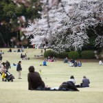 japan_sakura_2013_shinjuku_gyoen_02_22