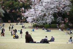 japan_sakura_2013_shinjuku_gyoen_02_22