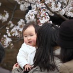 japan_sakura_2013_shinjuku_gyoen_03_17